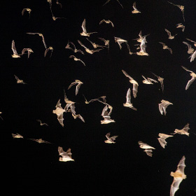 A colony of bats fly from under a bridge in Austin to spend the night hunting.