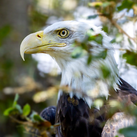 American Bald Eagle at the Santa Barbara Zoo in California by Photographer Mark Greenawalt