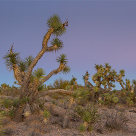 Joshua Trees in Arizona near Wikiup on the way back from Vegas