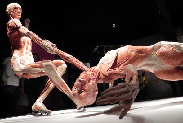 Body Worlds Exhibition Arizona