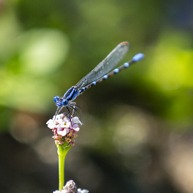 Dragonfly on a flower on the banks of the Salt River