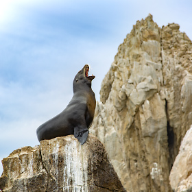 A seal perched on the rocks at Land's End in Cabo San Lucas, Mexico.