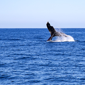 Whale watching in Cabo San Lucas, Mexico.