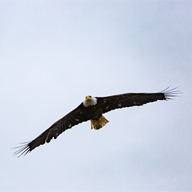 American Bald Eagle flying over the harbor in Katchikan, Alaska.