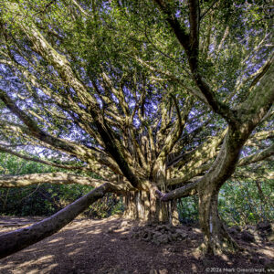 Banyon Tree Pipwai Trail Haleakala