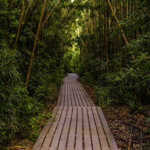 Bamboo Forest on the Road to Hana