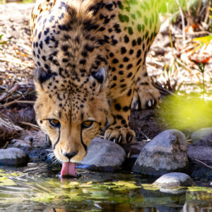 Cheetah at The Phoenix Zoo