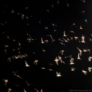 Austin Bat Colony from under the bridge