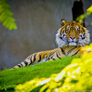 Tiger at the Phoenix Zoo