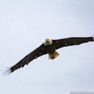 Fly Like An Eagle in Ketchikan, Alaska