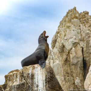 Sea Lion at Lands End Cabo San Lucas