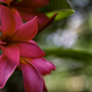 Hot Pink Plumeria Blossoms Of Oahu