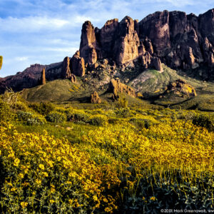 Wild Flowers in full bloom at Superstition Mountain