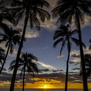 Hawaiian Sunset Palms on Oahu