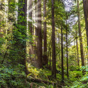 Shafts of light through Redwood Trees of Muir Woods