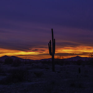 Tequila Sunset with Arizona Saguaro