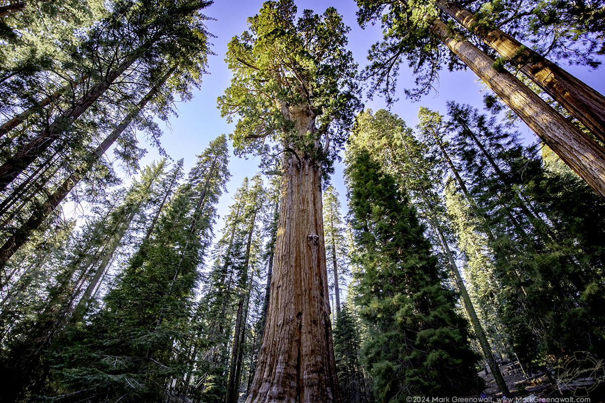 General Sherman’s PerspectiveFeatured Image