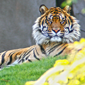 Hanging with the Tiger at the Phoenix Zoo.